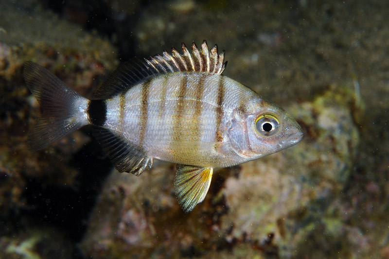 Giovane Diplodus sp. in livrea notturna